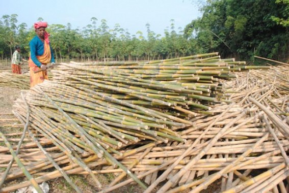 DoNER minister assures to make Mizoram India's bamboo state : Tripura's Industrial progress decline further under Manik's rule, uncontrolled rubber plantations destroy Tripura's bamboo industry DoNER minister assures to make Mizoram India's bamboo state : Tripura's Industrial progress decline further under Manik's rule, uncontrolled rubber plantations destroy Tripura's bamboo industry